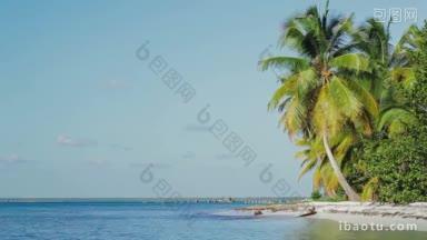 风景如画的异国情调的海滩与巨大的椰子树和安静的海对着清澈的蓝天